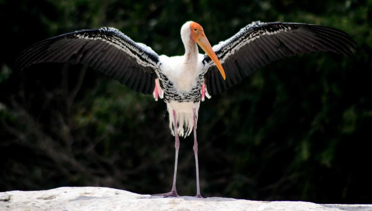 ranganathittu bird sanctuary stork